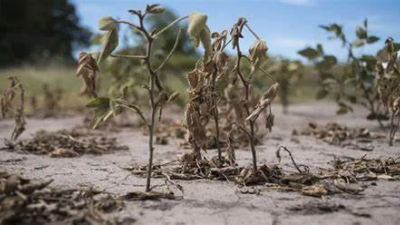 La Nación homologó la emergencia agropecuaria para el centro, sudoeste y El Impenetrable chaqueño