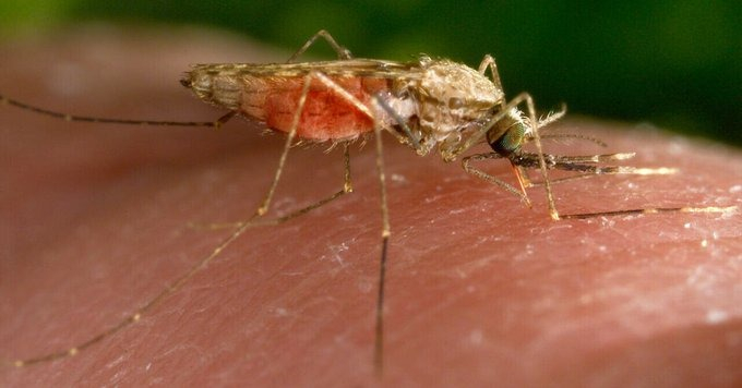 mosquitoe.jpg