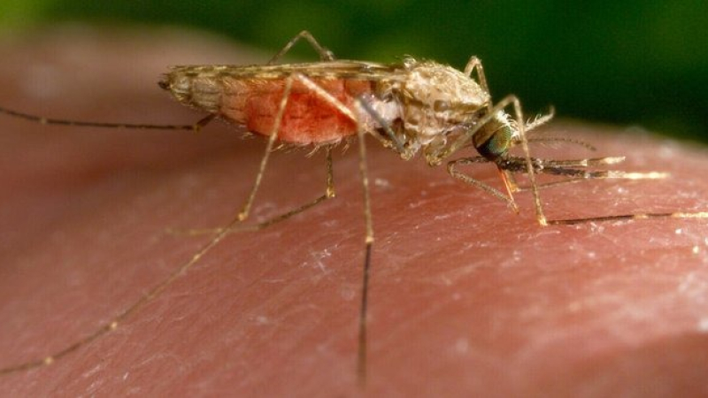 EEUU: preocupa una muerte por rara enfermedad transmitida por mosquitos