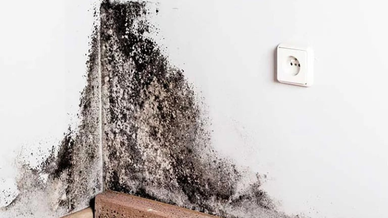 Conocé el truco casero para eliminar el moho del baño