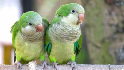 Palomas y cotorras ponen en jaque a productores de Chaco y Formosa