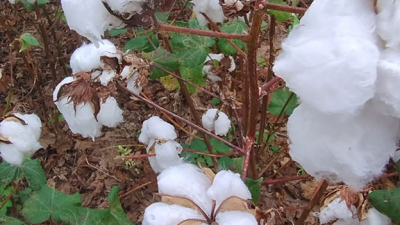 Cuáles son las variedades de algodón que se adaptan al Sudoeste chaqueño
