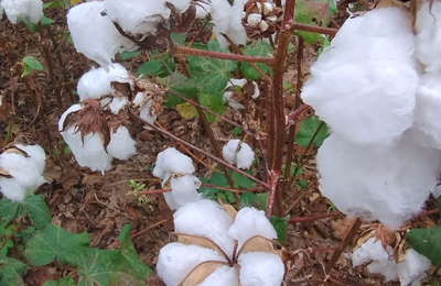 Cuáles son las variedades de algodón que se adaptan al Sudoeste chaqueño