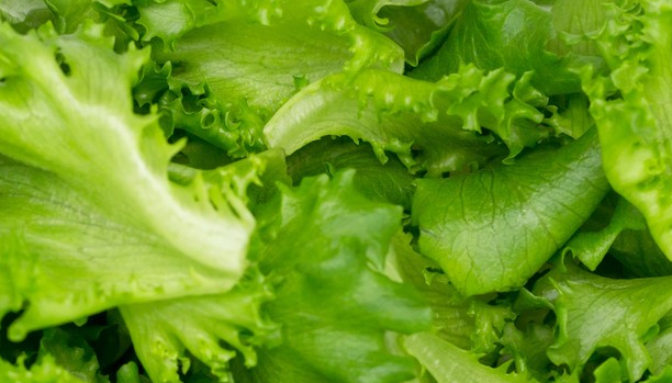 lechuga2.jpg