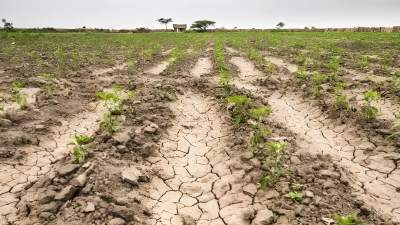 El 64% de la zona núcleo está en sequía y no hay pronóstico de lluvia