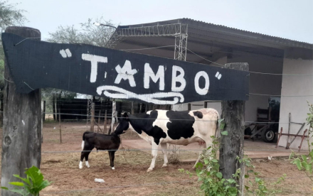 tambo-uncaus.jpg