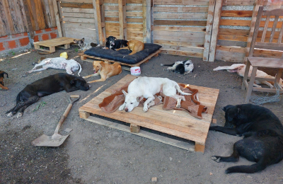 Venta de empanadas a beneficio de la Fundación Hogar 4 Patitas