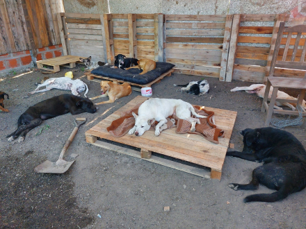Fundación Hogar 4 Patitas.jpg