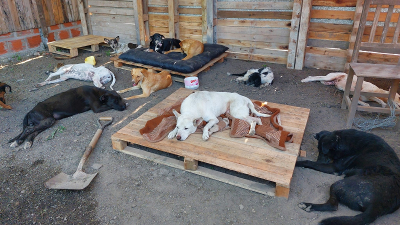 Organizan venta de budines para solventar gastos de alimento para perros