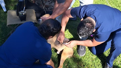 La campaña sanitaria y costera también incluye a perros y gatos