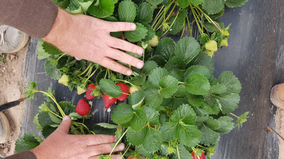 Este domingo 3, expo frutihortícola y fiesta de la frutilla en Makallé