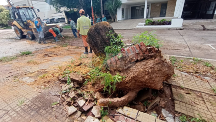 arbol caido octubre 4.jpg