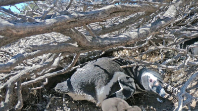 Un productor ganadero fue declarado culpable de la matanza de pingüinos en Punta Tombo
