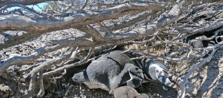 pinguinos de Magallanes.JPG
