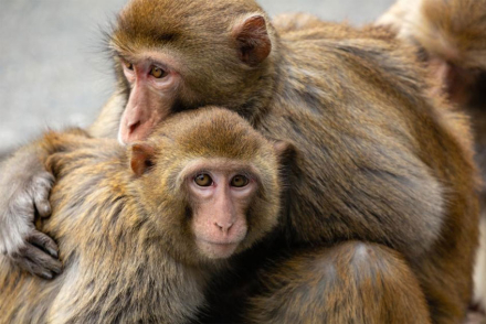 monos.jpg