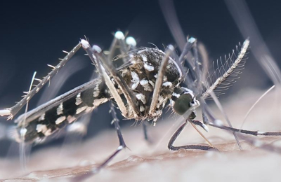 Una estrategia no imaginada podría salvarnos del dengue