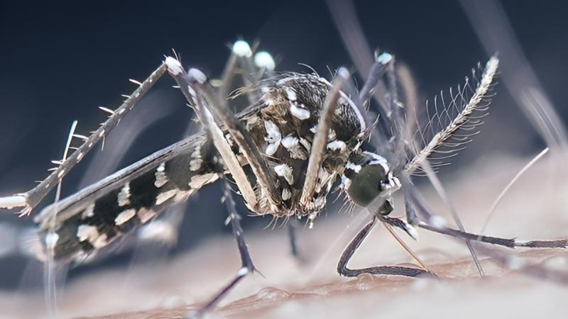 Una estrategia no imaginada podría salvarnos del dengue