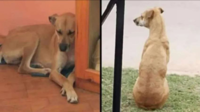 Buscan desesperadamente a "Lupita"