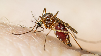 Dengue: políticas insuficientes y cambio climático