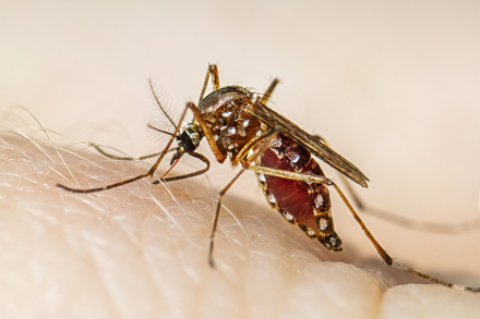 dengue.jpg