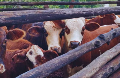 Faena de vaquillonas: números que no ceden y comienzan a alertar