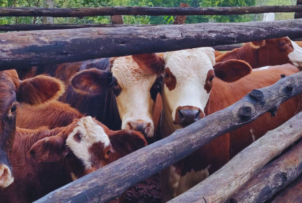 RURAL-4-vacas-con-calor2.jpg