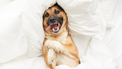 Ni en la cama ni en el sillón: dónde deben dormir los perros