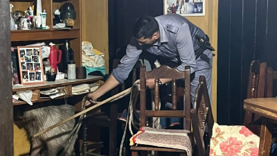 Rescatan a un carpincho de una vivienda