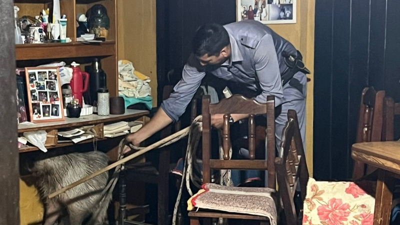 Rescatan a un carpincho de una vivienda