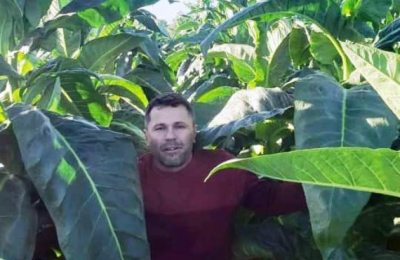 Alentadora campaña de tabaco: estiman que se duplicará la producción