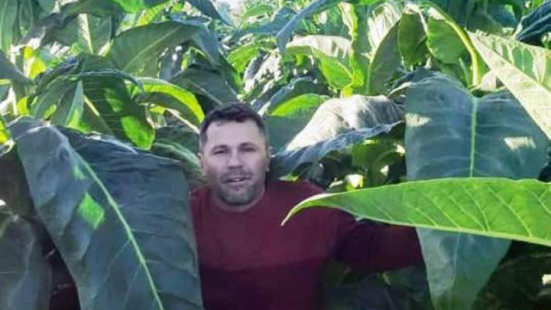 Alentadora campaña de tabaco: estiman que se duplicará la producción