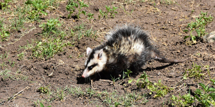 animales2.jpg