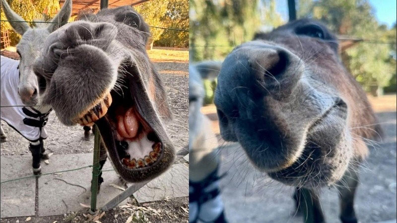 Murió Perry, el burro que inspiró al personaje de la película Shrek