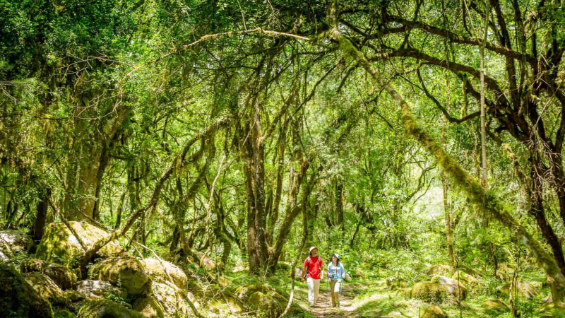 El paisaje tropical que sorprende en pleno Noroeste argentino