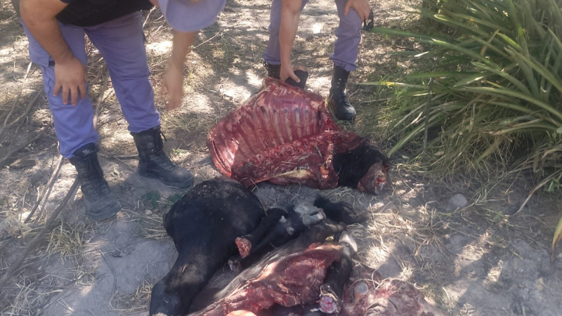 Los descubrieron cuando llevaban una vaca faenada y huyeron por el monte