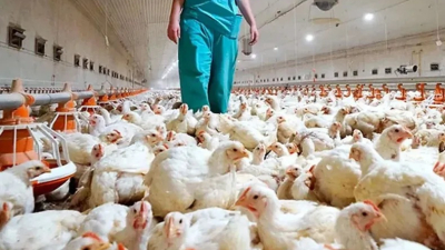 Se detectaron casos de gripe aviar en Tres Isletas