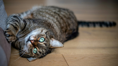 Hoy se celebra el Día Internacional del Gato