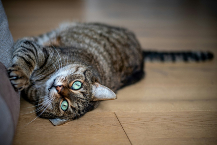 GATO2.jpg