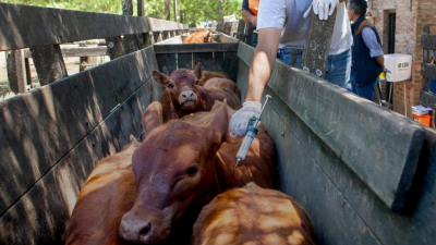 Desde el 10 de marzo, vacunan contra la fiebre aftosa en el Chaco