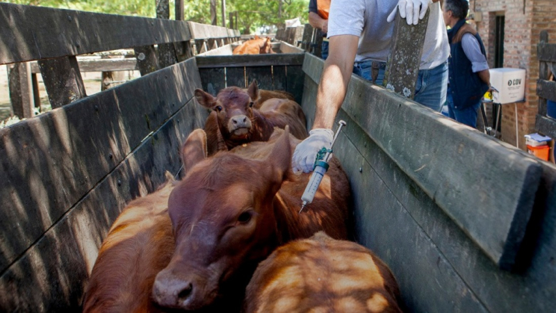 Desde el 10 de marzo, vacunan contra la fiebre aftosa en el Chaco