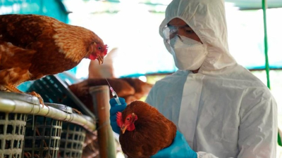 Gripe aviar: un riesgo latente para los humanos