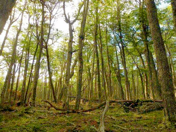 bosques.jpg