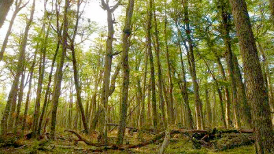 El STJ admite intervención de amigos del tribunal en causa por ordenamiento territorial de bosques nativos