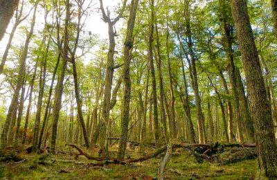 Los bosques, pilares de la seguridad alimentaria