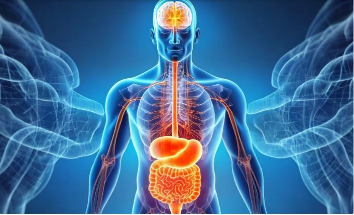 intestino 2.JPG