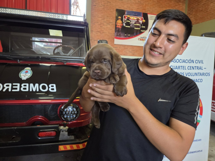 perros labradores 3.jpg