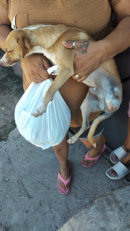 perrito cuidado proteccionistas.jpeg