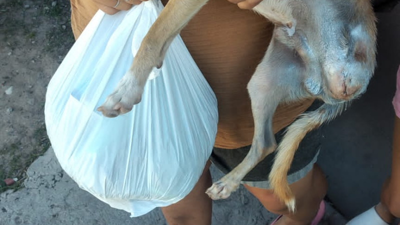 Protección voluntaria de animales: un trabajo silencioso y sin el debido reconocimiento
