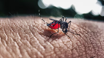 El innovador método que desarrolla un equipo de la UBA para eliminar crías del mosquito del dengue