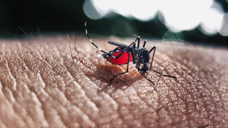 El innovador método que desarrolla un equipo de la UBA para eliminar crías del mosquito del dengue